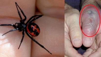 Пауки Днепр