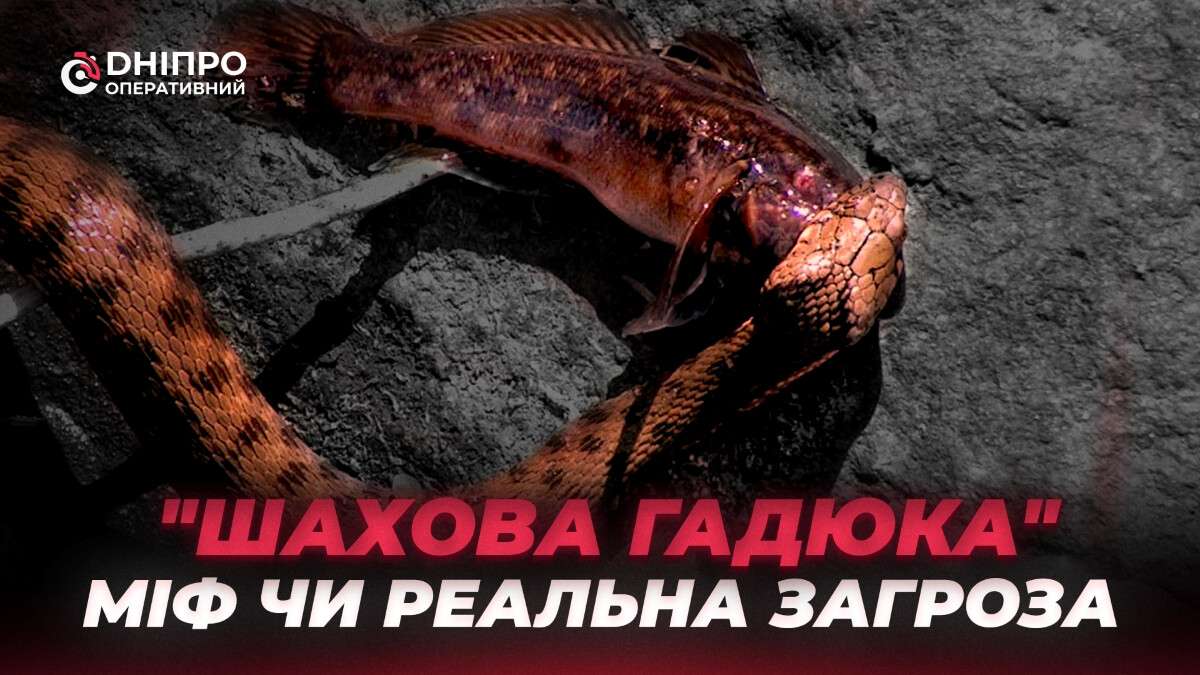 Шахова_гадюка_міф_чи_реальна_загроза_горизонт