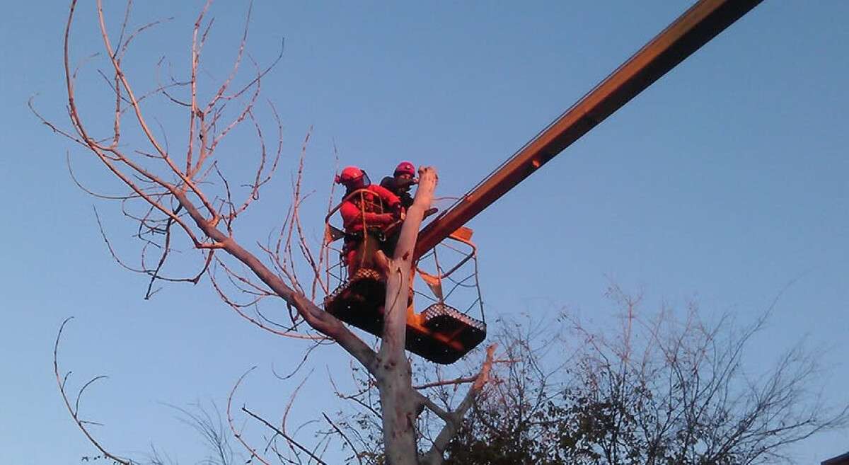 Обрезка деревьев Днепр