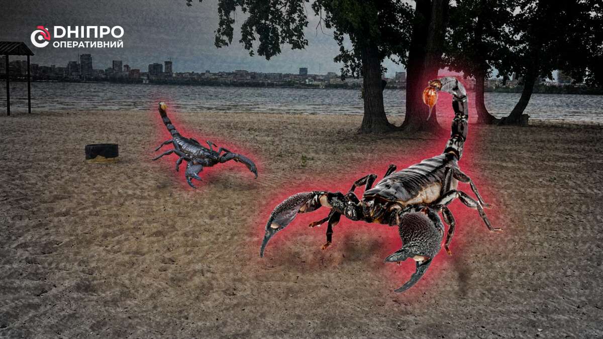 Скорпионы на пляжах Днепра: миф или реальность