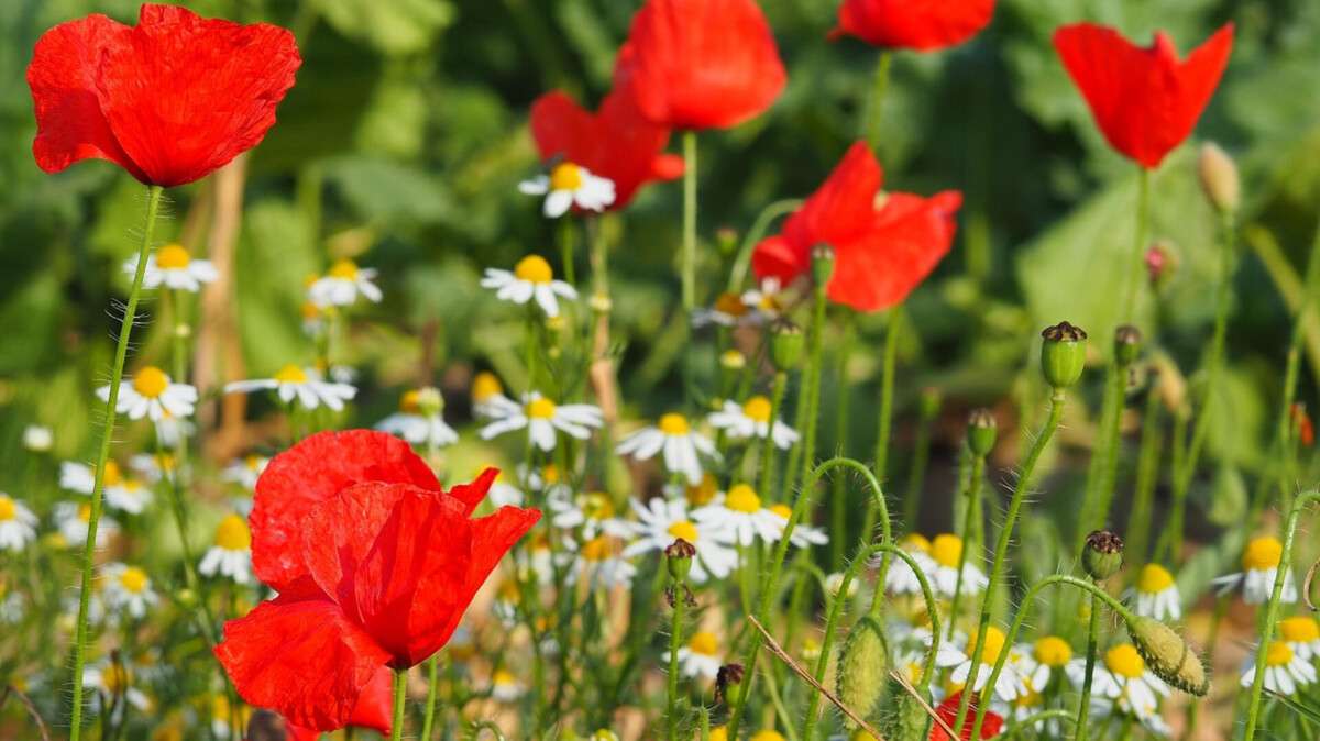 Погода в Днепре лето