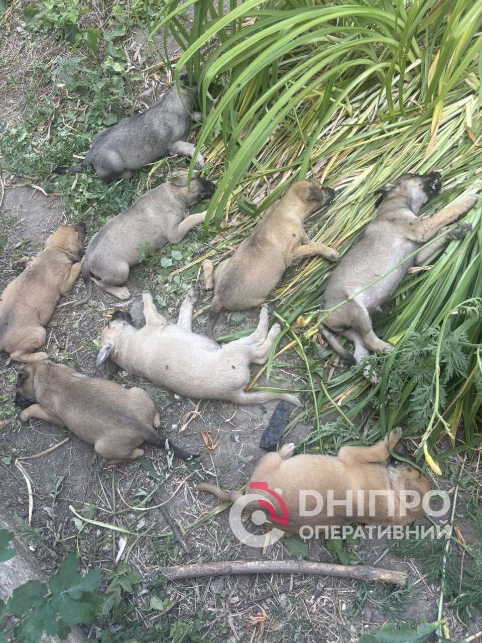 Мертвых щенков обнаружили в Днепре