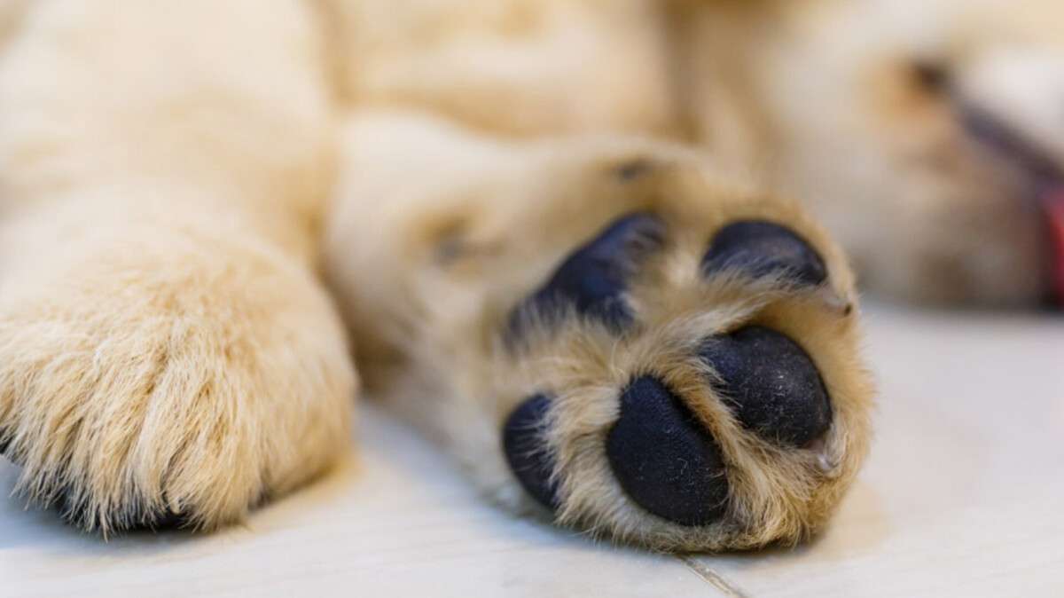 Мертвых щенков обнаружили в Днепре