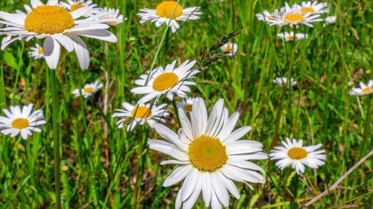 Погода в Днепре лето