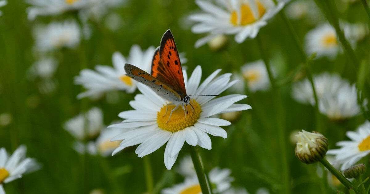 Погода в Дніпрі липень