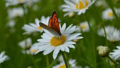 Погода в Дніпрі липень