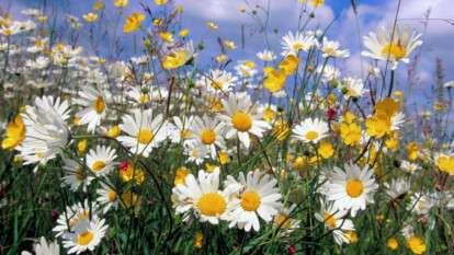 Погода у Дніпрі літо