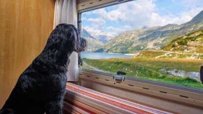 Перевозка животных в поезде - правила обновили