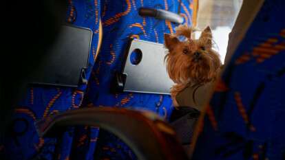 Перевозка животных в автобусах