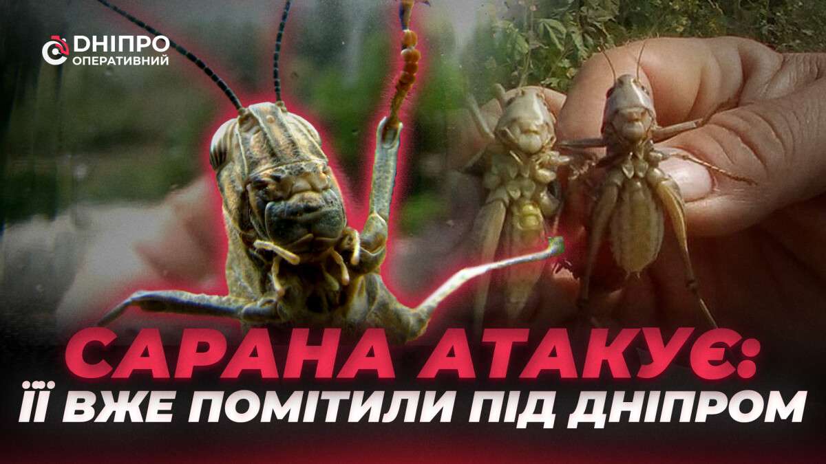 Сарана атакує Україну