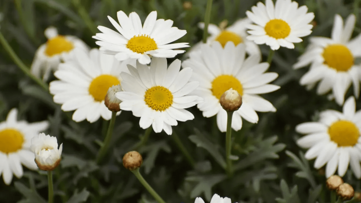 Погода в Днепре лето