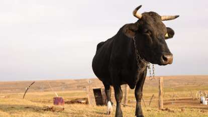 Бык убил охранника