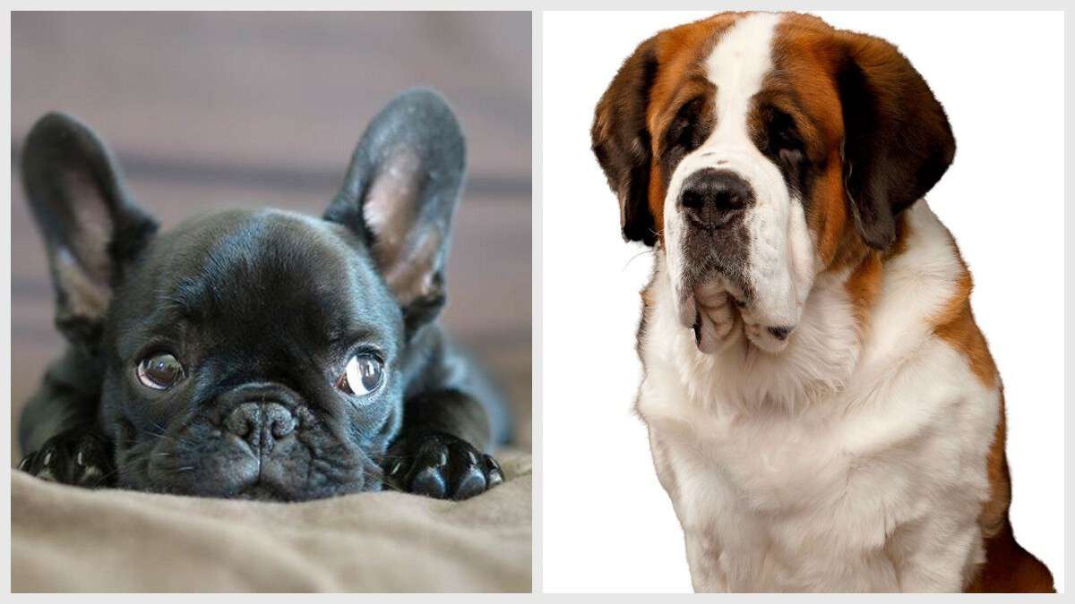 Как собачья ссора в Днепре довела соседей до суда