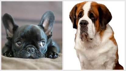 Як собача сварка у Дніпрі довела сусідів до суду