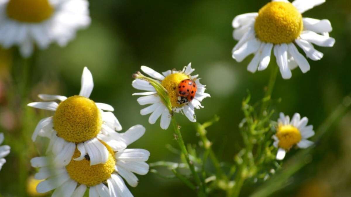 Погода в Днепре лето