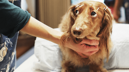 Жорстоке поводження з тваринами