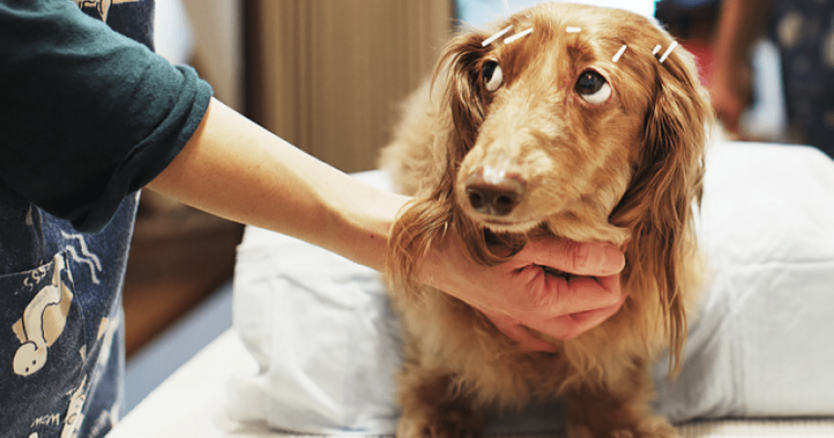 Жестокое обращение с животными