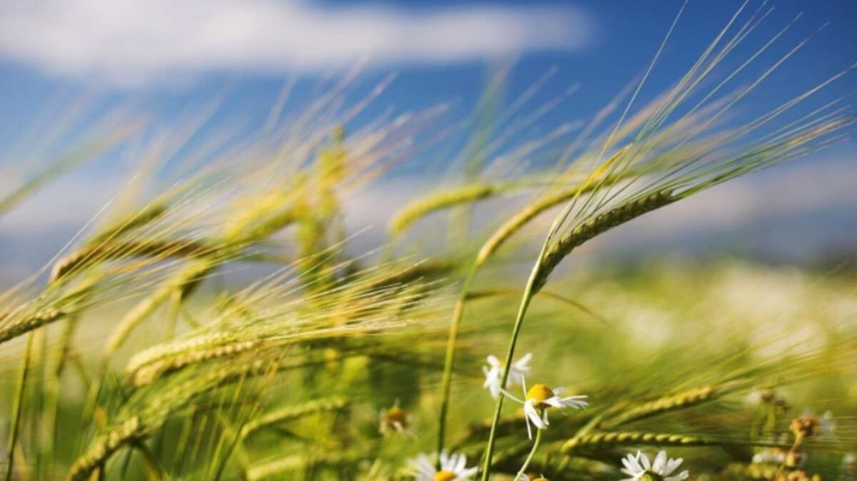 Погода у Дніпрі літо