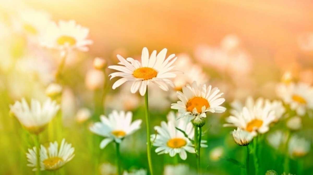 Погода в Днепре лето