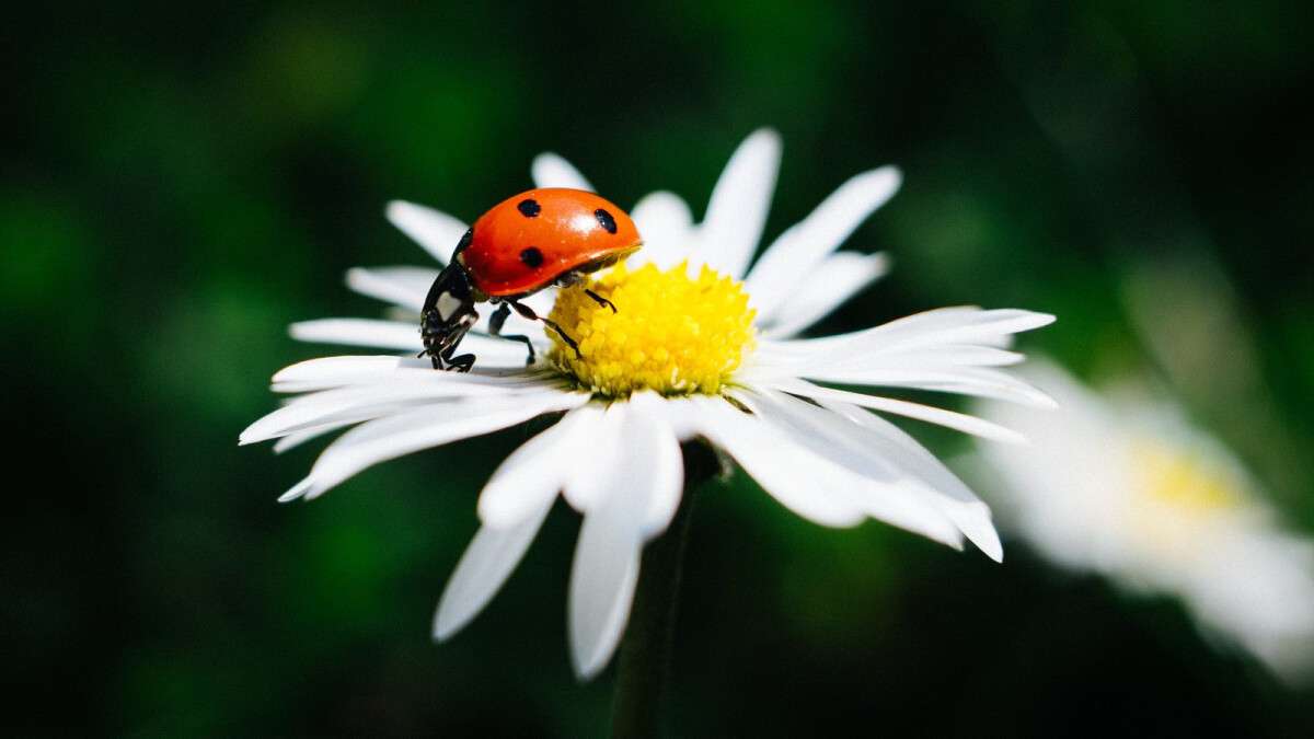 Погода в Дніпрі серпень