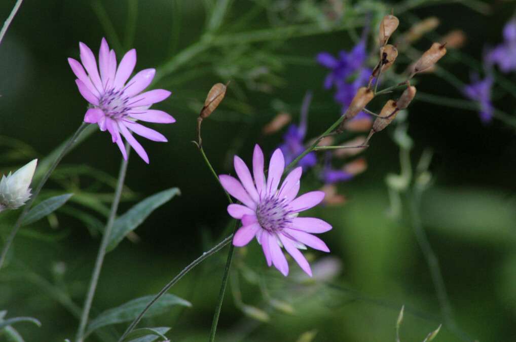 Погода в Дніпрі серпень