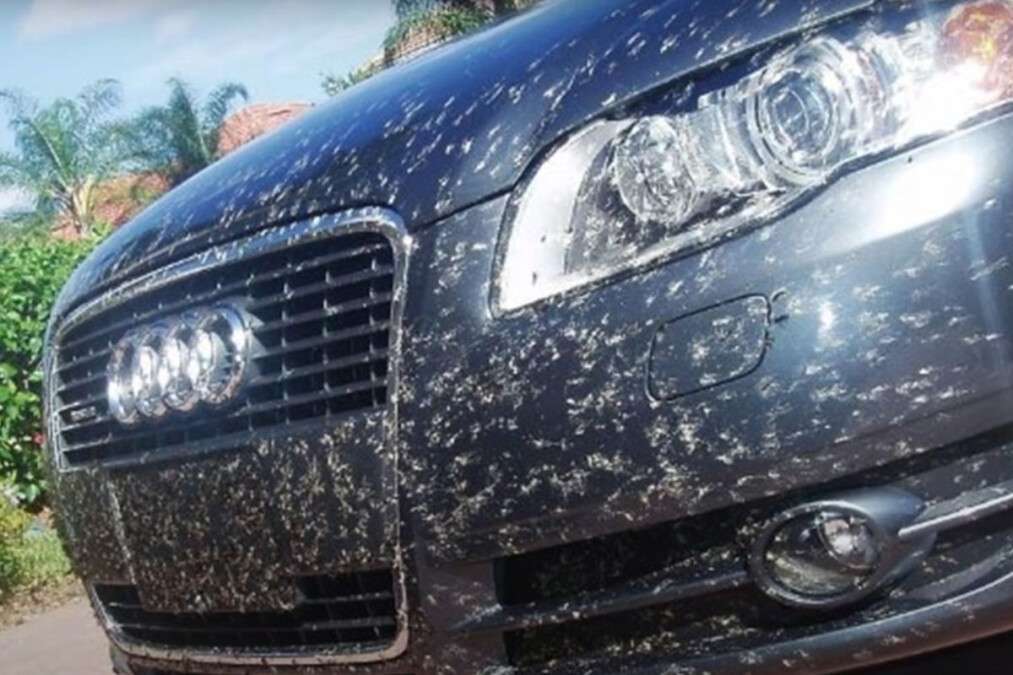 Як відмити кузов від комах