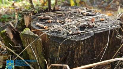 Директор лісгоспу вирубував заповідник