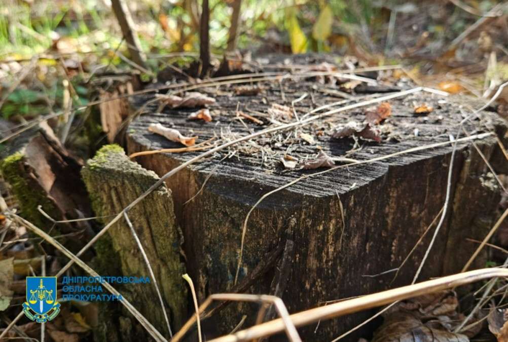 Директор лесхоза вырубал заповедник
