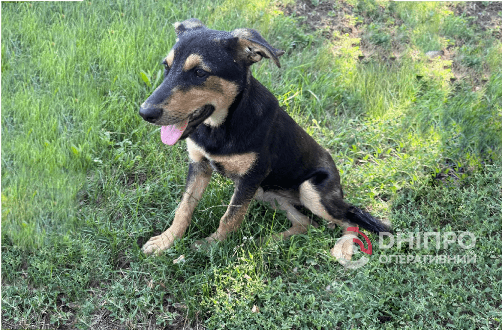 Борис Філатов прихистив собаку