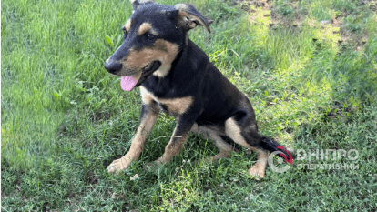 Борис Филатов приютил собаку