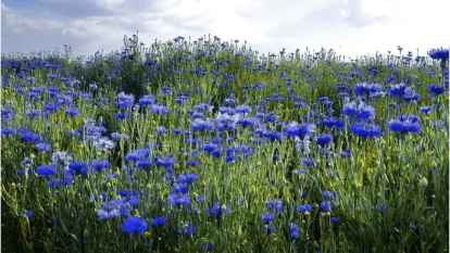 Прогноз погоди 21 серпня 2025