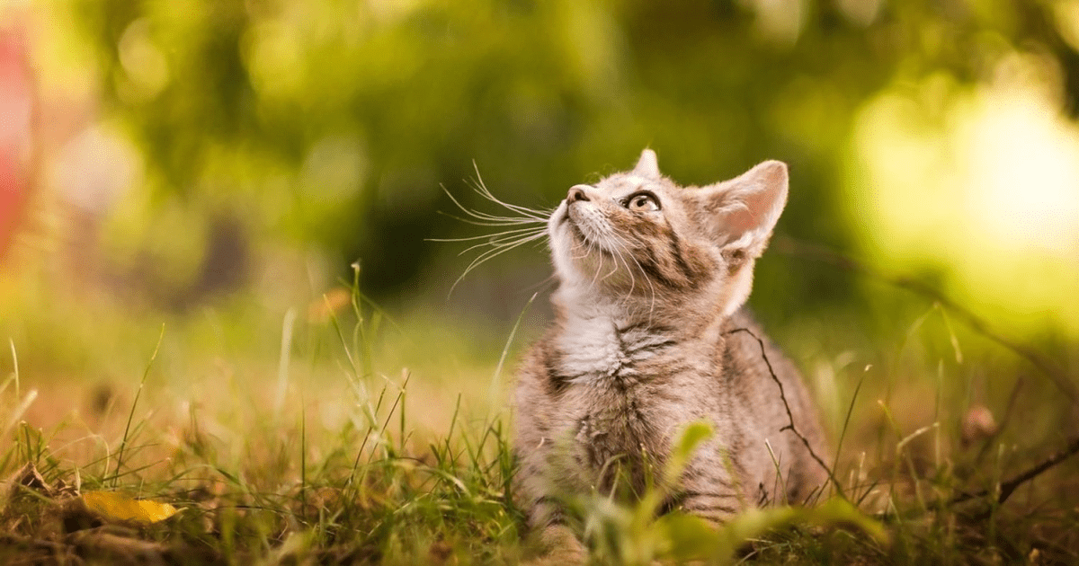 Погода в Дніпрі серпень