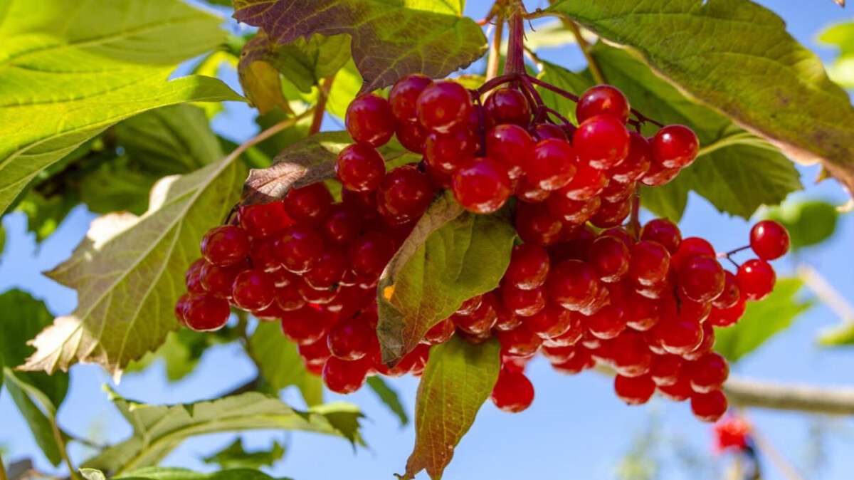 Погода в Днепре осень