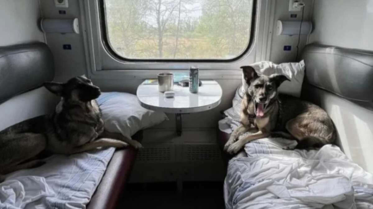 Правила перевезення домашніх тварин в потягах оновили