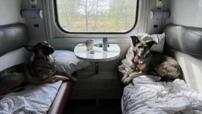 Правила перевезення домашніх тварин в потягах оновили