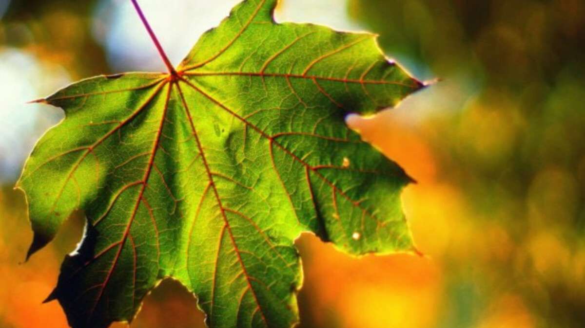 Погода в Днепре осень