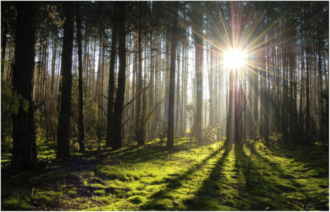 Правовая защита лесов в Украине