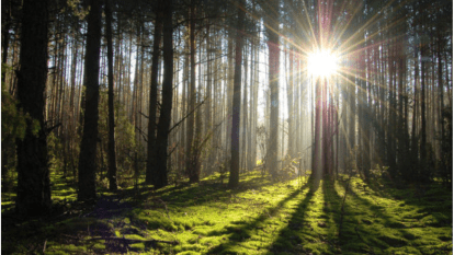 Правовая защита лесов в Украине