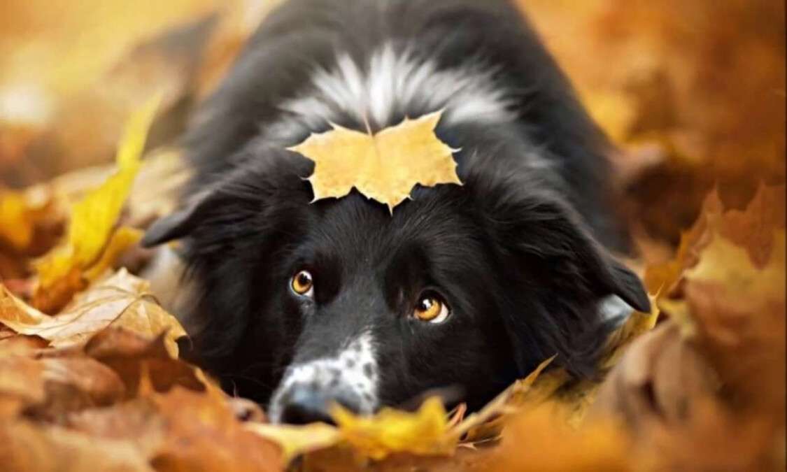 Погода в Днепре сентябрь