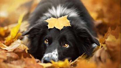 Погода в Днепре сентябрь