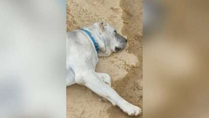 Алабай Филатова