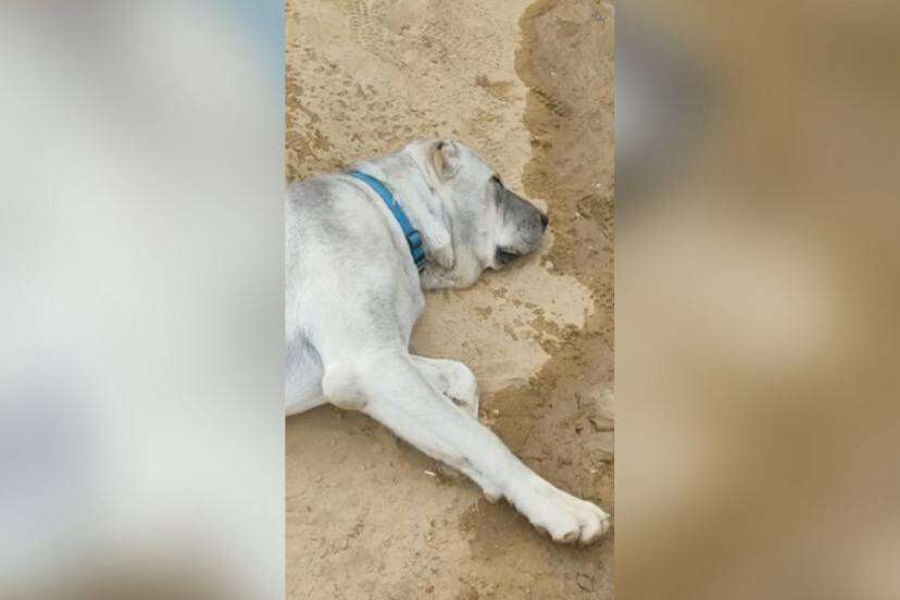 Алабай Філатова