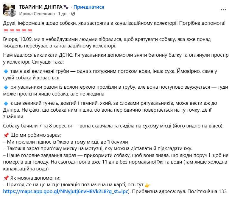 Из канализационного коллектора почти две недели спасают собаку – что известно