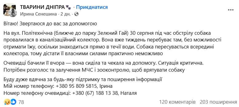 Из канализационного коллектора почти две недели спасают собаку – что известно