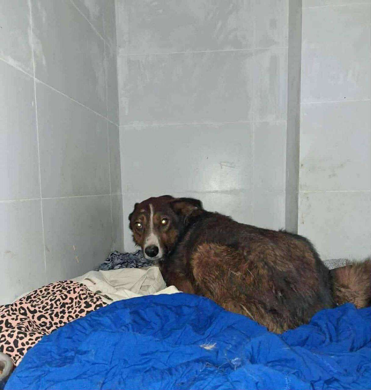 З каналізації на Політехнічній рятували собаку, яка провела там 12 днів