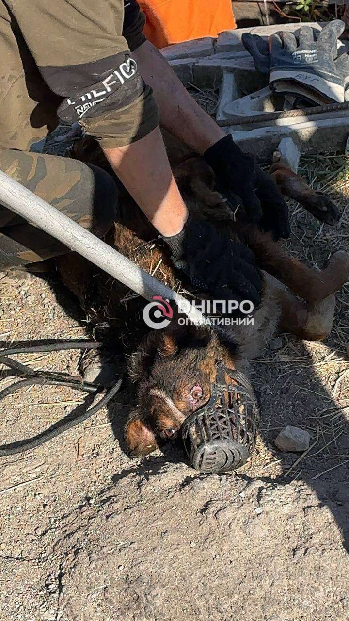 З каналізації на Політехнічній рятували собаку, яка провела там 12 днів