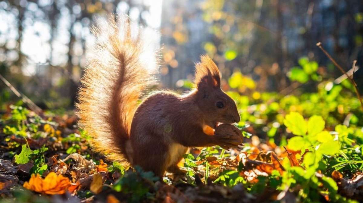 Погода у Дніпрі осінь