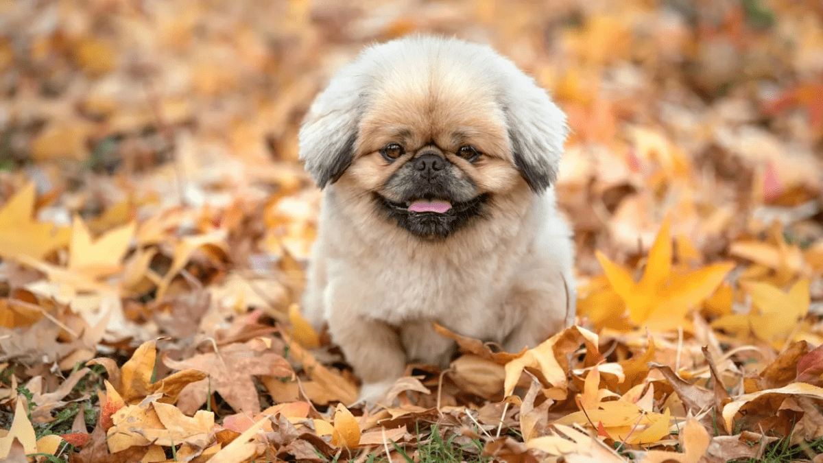 Погода в Дніпрі вересень