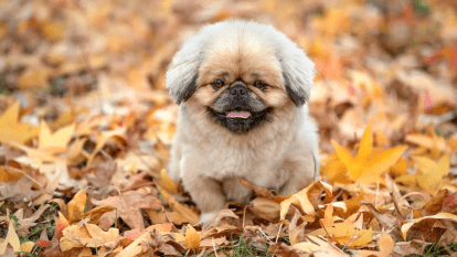 Погода в Дніпрі вересень