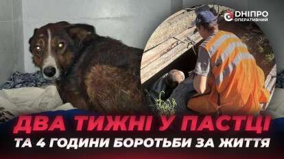 Спасение собаки